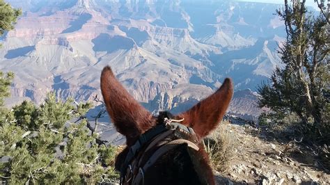 Trip Review: Riding Mules Along the Grand Canyon | HORSE NATION