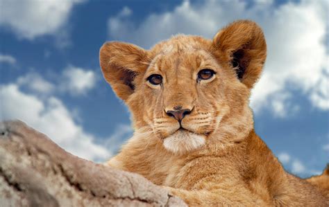 Brown Lion Cub Under Blue and White Sky · Free Stock Photo