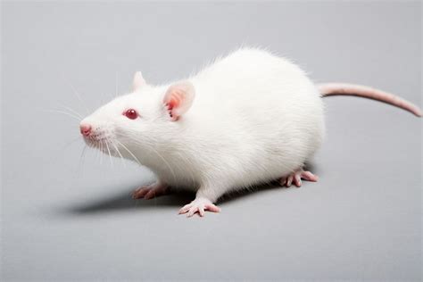 Laboratory mouse - Alchetron, The Free Social Encyclopedia