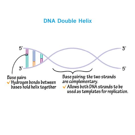 Biochemistry Glossary: DNA Structure - Overview | ditki medical ...