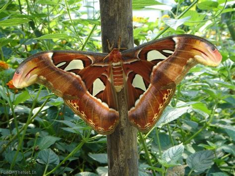 Worlds Largest Butterfly - XciteFun.net