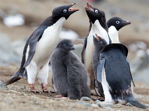 Adelie Penguin - eBird