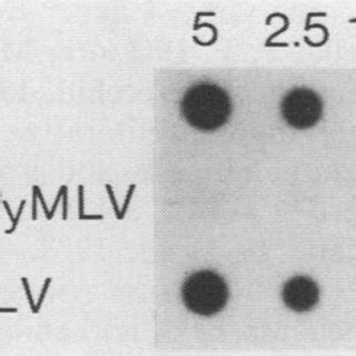 Dot-blot hybridization of total RNA from transformed and normal thyroid... | Download Scientific ...