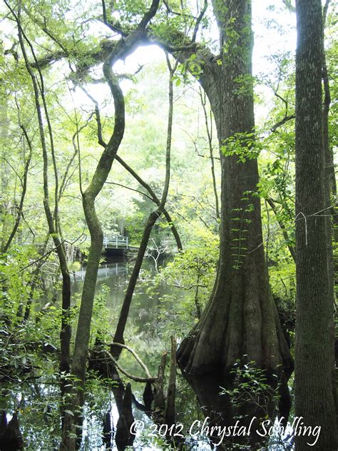 Chrystal Schilling Photography: Photo 130 - 365 Moores Creek Trees