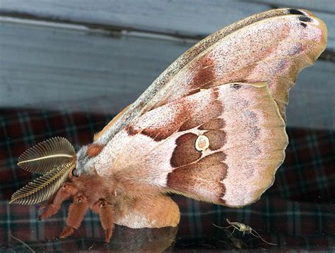 Polyphemus moth Antheraea polyphemus (Cramer, 1776) | Butterflies and Moths of North America