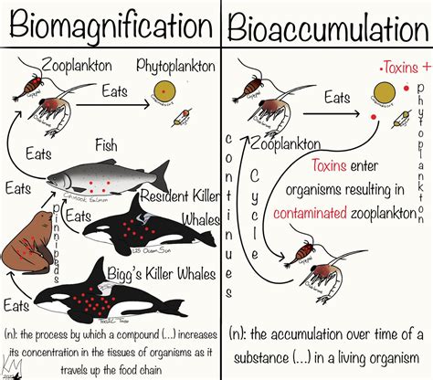 Biomagnification vs Bioaccumulation by snini9 on DeviantArt