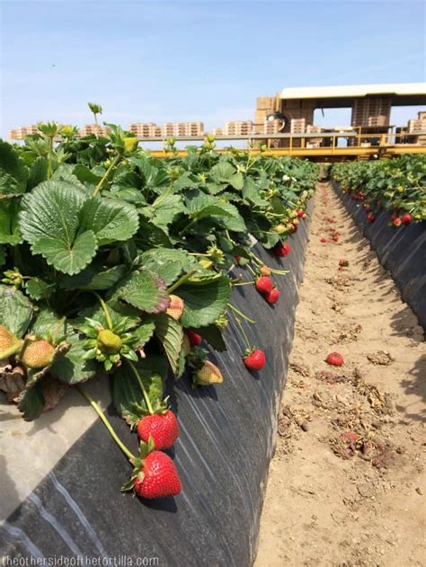 Visiting a strawberry farm with the California Strawberry Commission - The Other Side of the ...