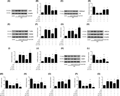 LSD1 aggravates ferroptosis and oxidative stress induced by H/R process... | Download Scientific ...