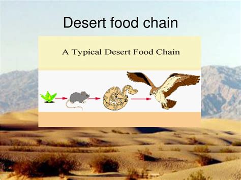 Cold Desert Food Chain