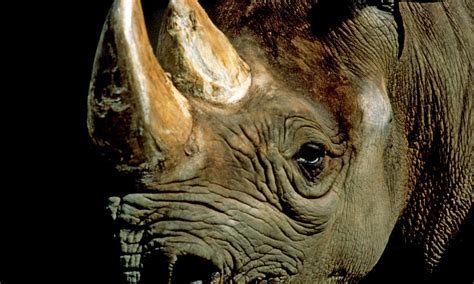 Black Rhino | Species | WWF