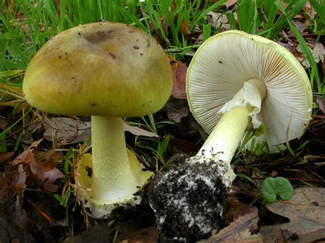 Amanita Phalloides Spores