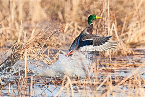 Should We Revise Baiting Regulations? - Wildfowl