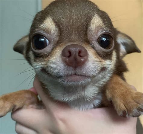 Good morning! : r/Chihuahua