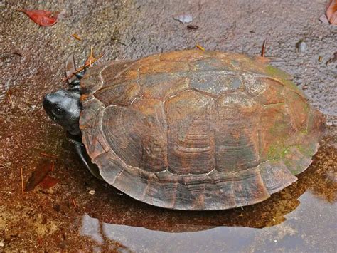 Spiny turtle - Facts, Diet, Habitat & Pictures on Animalia.bio