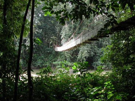 Canopy walk Borneo | Malaysia travel, Borneo, Rainforest