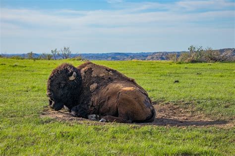 Buffalo Bison Nature National - Free photo on Pixabay - Pixabay