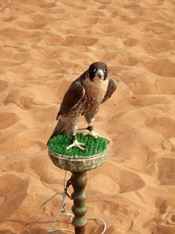 Falcon Free Photo Download | FreeImages