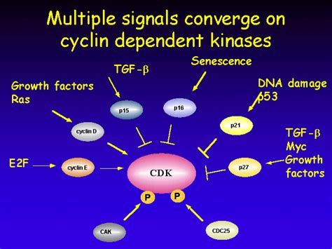 The Arts, Sciences and Medicine: CANCER CELL CYCLE & the CDK INHIBITORS