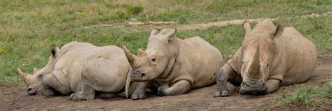 Definitive Guide To Southern White Rhinoceros Facts, Habitat, Conservation Status, Zoo ...