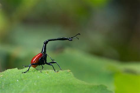 _J6A7161_Giraffe_Weevil_Madagascar_SachinRai – Sachin Rai