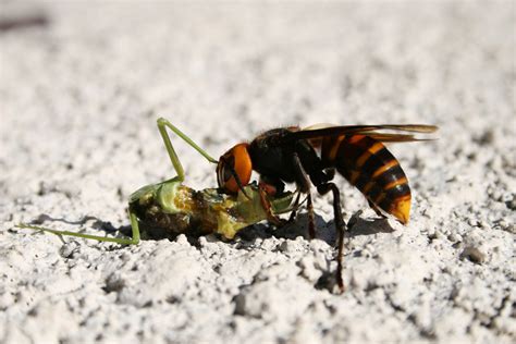 Killer Hornets Sting 28 People To Death In China – Sick Chirpse