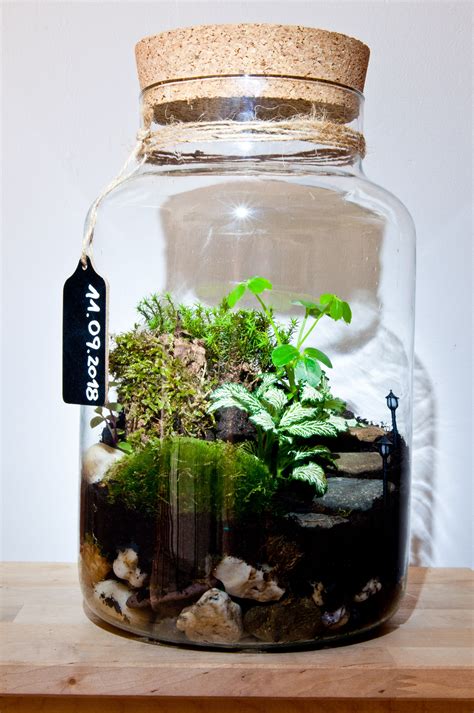 Power of Nature | Plants in jars, Closed terrarium plants, Terrarium plants