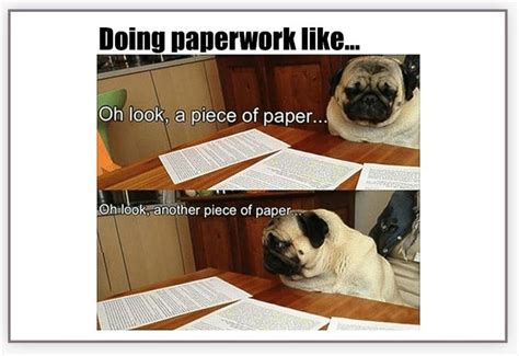 Pug Dog Doing Paperwork Meme Poster | College humor, Funny pictures, Homework