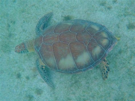 swimming with turtles in Akumal