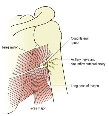 Pain in the Back of the Shoulder: Quadrilateral Space Syndrome — Dynamic Physio Therapy | Naples ...