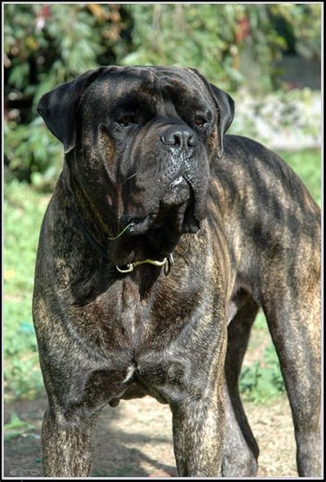 The Bullmastiff: A Large Watchdog That Guards But Does Not Bark Much | PetHelpful