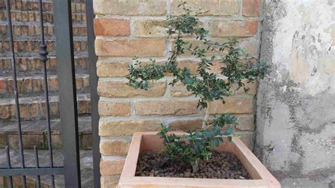 10 Varieties of Fruiting Olive Trees You Can Grow