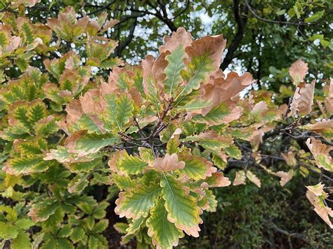 sessile oak leaves | Oana | Flickr