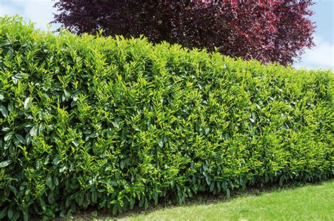 Best Privacy Hedges | Evergreens for Privacy | InstantHedge Blog