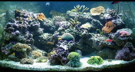 Free photo: Saltwater aquarium - Aquarium, Kids, Wonder - Free Download - Jooinn