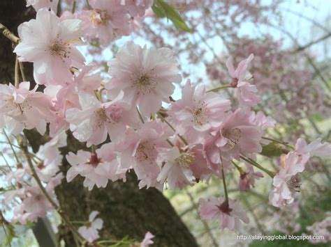 A Global Life: Nagoya - Cherry Blossoms at Togokusan Fruits Park