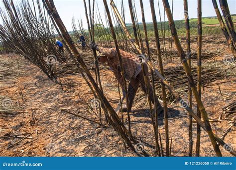 Sugar cane harvesting editorial image. Image of energy - 121226050