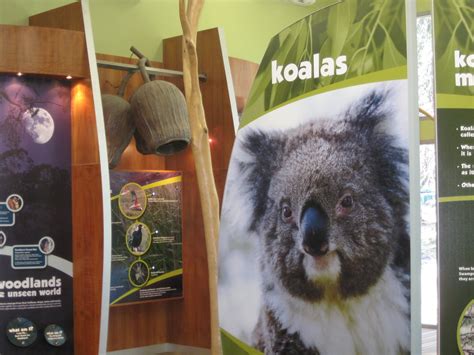 Robin's Double Life: Manna gum leaves are koalas top food