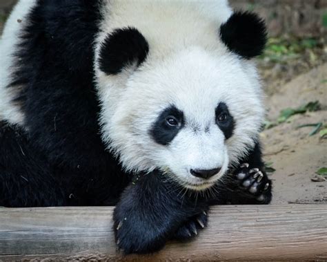 Baby panda one of a set of twins at the Atlanta zoo - Photorator