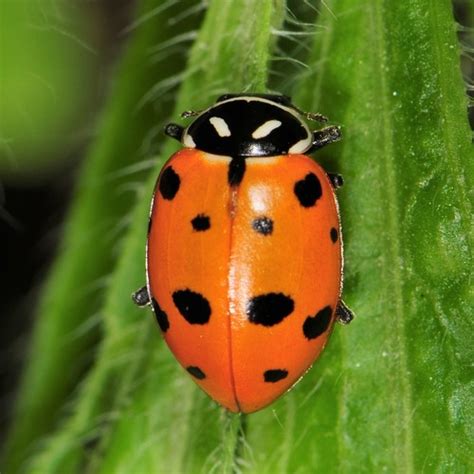 Convergent Lady Beetle | Vermont Atlas of Life