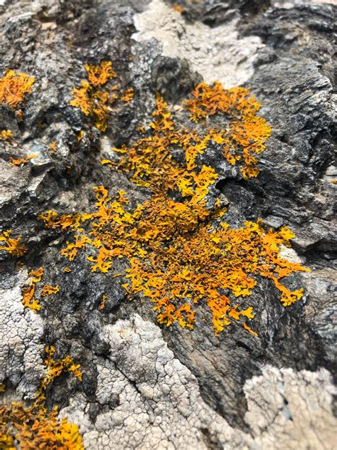 Lichens and Lichenology - South London Botanical Institute