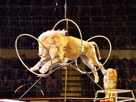 Take Action Today For American Circus Animals, Urge Your Senators To Support The Traveling ...