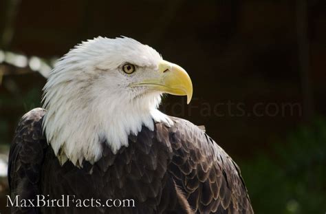 Bird Beaks Part 2 – The Big Differences Between Hawks, Eagles, and Kites – Welcome to ...