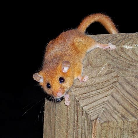 Bill's Birding: An encounter with a Dormouse