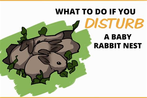 What To Do if You Disturb a Baby Rabbit Nest Outside