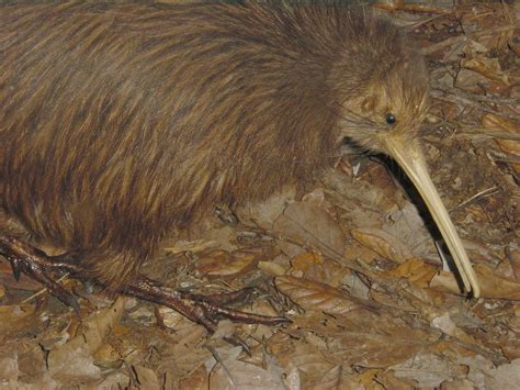 Flightless Kiwi bird pictures Christchurch, New Zealand - Birds Flight