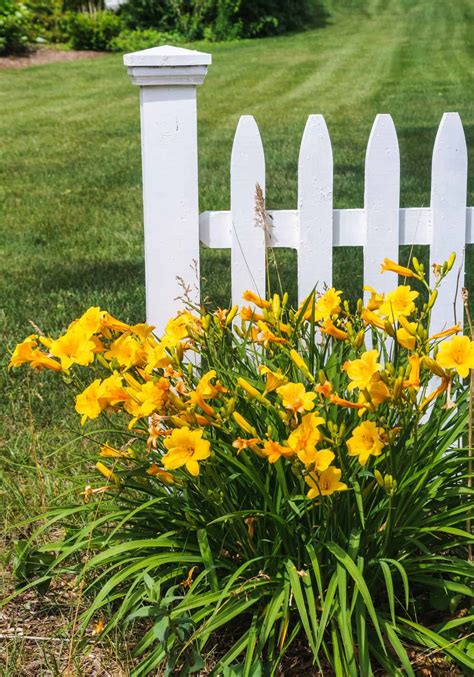 Yellow lilies 🌼 🌟 The bright stars of the summer garden