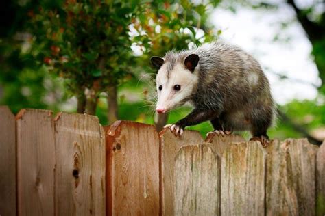 45 Interesting Opossum Facts For Kids