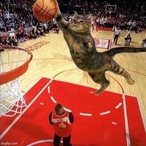 cat dunking baseball - Imgflip