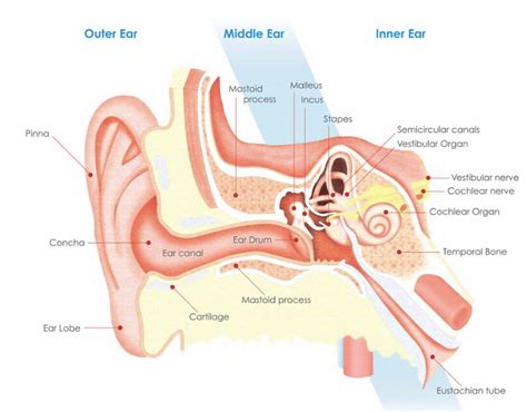 Pulsatile Tinnitus – Symptoms, Causes & Treatment Options