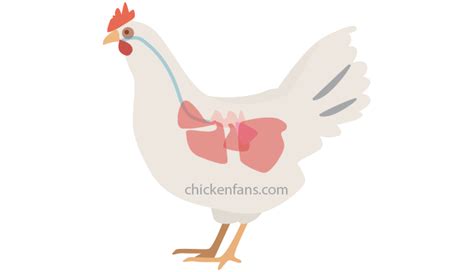 Chicken Respiratory System | Chicken Fans